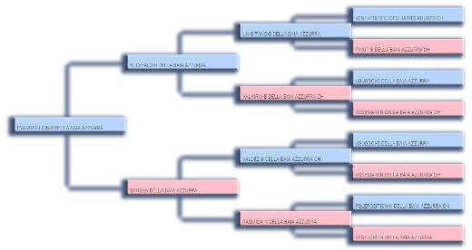 Pedigree padre di Hiness Ortensia Blu
