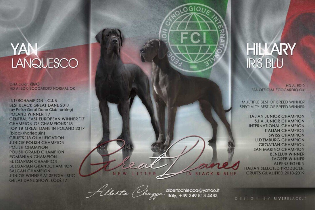 Litter Yan LANQUESCO x Hillary Iris Blu