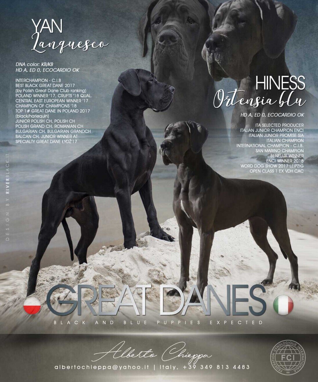 Litter Yan LANQUESCO x Hiness Ortensia Blu